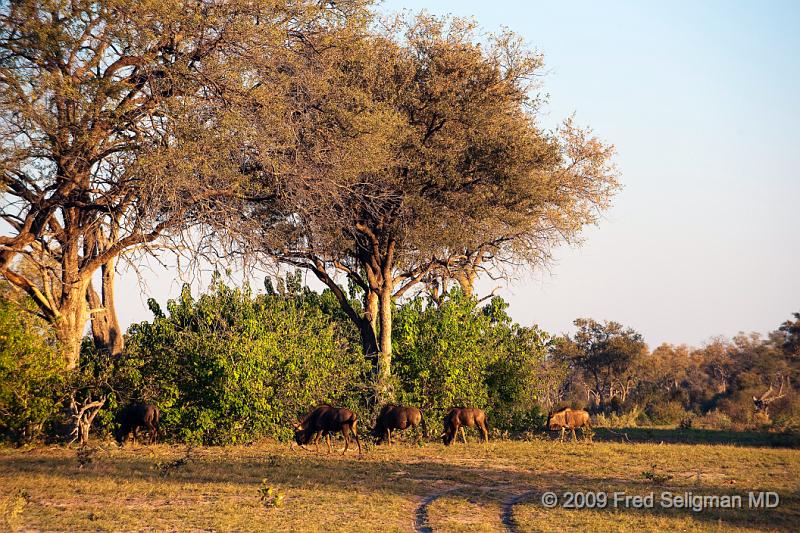 20090617_172114 D3 X1.jpg - Wildebeast in Selinda Spillway, Botswana